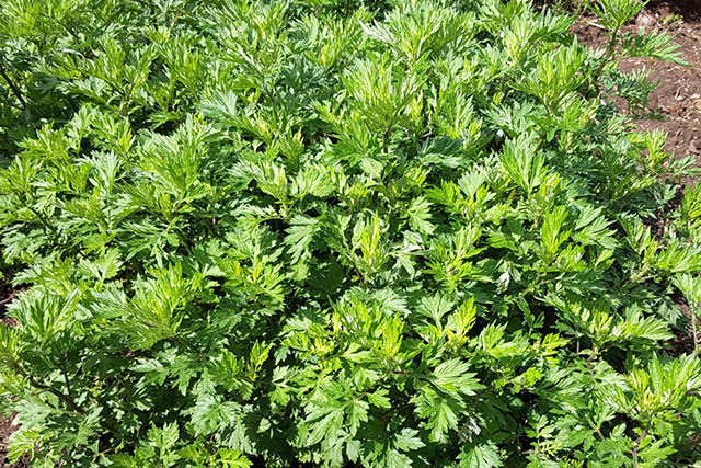 種植艾草對(duì)土壤有一定的要求，出苗后需要移植，日常管理要科學(xué)